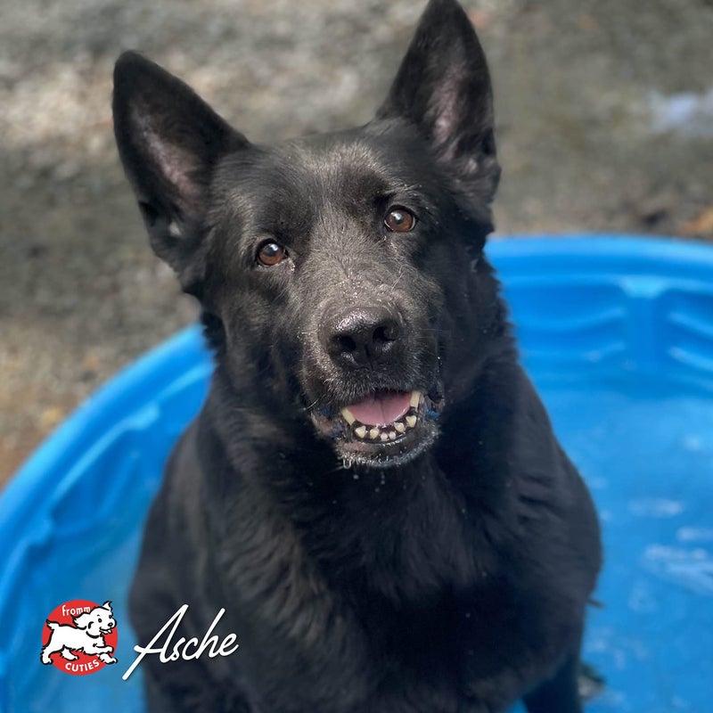 Fromm Four-Star Nutritionals Game Bird Dog Food - Premium Dry Dog Food - Turkey Recipe - 4 lb - Image 5